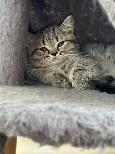 pişik pers: Британская — 2