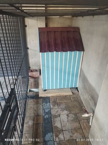 göyərçin evi: Mavi və ağ rəngli zolaqlı, qırmızı damlı, "KRAL" yazısı olan bu it — 5