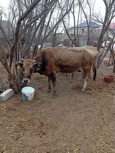 heyvan evləri: Simental tipli iki baş inək və buzovlu inək paketi. - Rəng — 5