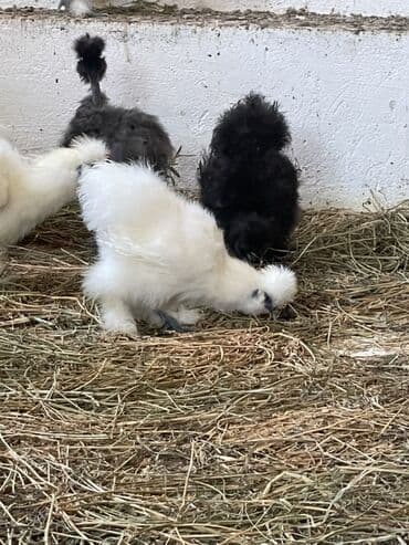 simmental inək cinsi: Toyuq, Damazlıq — 1