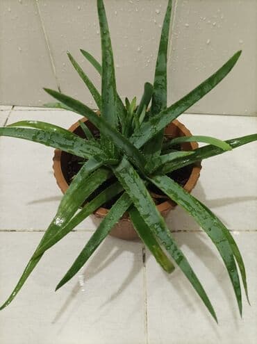 эпимедиумная паста чиро табобат мекунад: Aloe gülü.mualicevi — 12