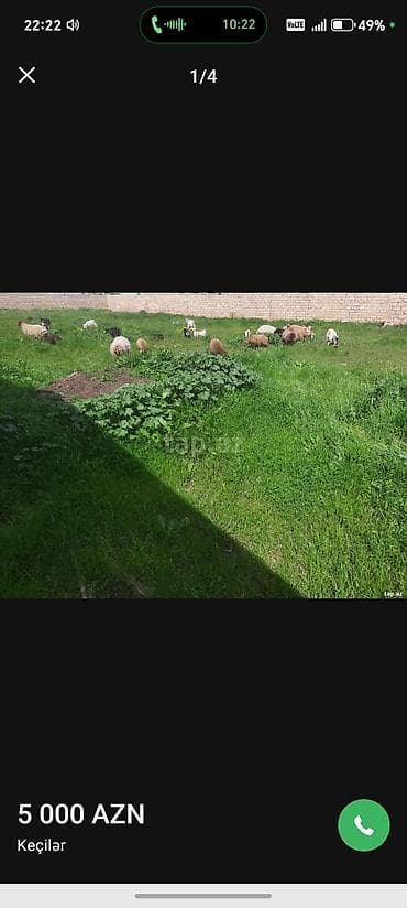 cins keciler: Keçilər və qoyunlar – qarışıq sürü - Sürü tərkibi: müxtəlif rəng və — 4