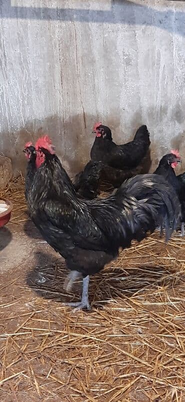 Atlar: Avstralorp cücələri — 1