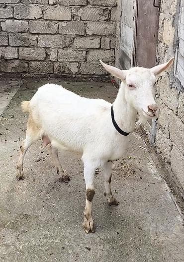 keçi: Təmiz orginal Sanilər biri ikinci qarına balallyıb yekə olanda 1 ci — 4