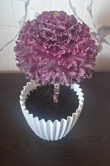 dibcek gullerinin adlari: Otaq bitkiləri – 2 ədəd: 1) Aloe vera (sukulenti) – iri ölçülü — 2