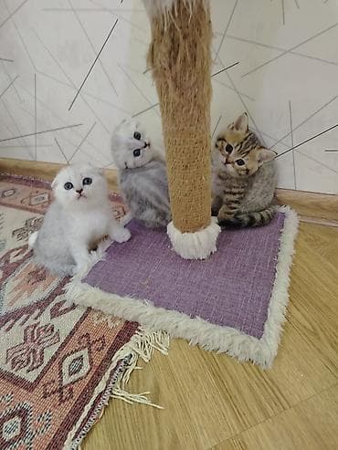 ev pisiyleri: Şotland yastı qulaq — 2