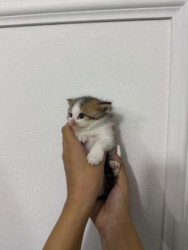 купить тайского котенка: Şinşilla, Yaxşı əllərə — 2