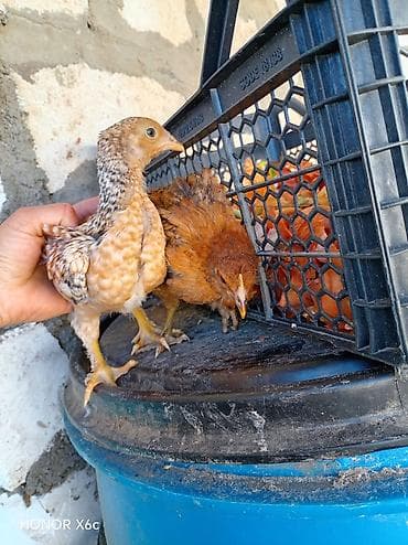 rahibə toyuqu: Toyuq cücələri, Ətlik — 2