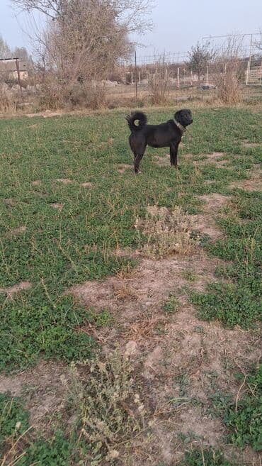 alman coban iti: Qurdbasar, 1 il, Erkek, Peyvəndli, Ünvandan götürmə, Ödənişli çatdırılma, Rayonlara çatdırılma — 5