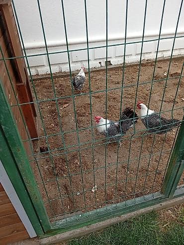 toyuqları: Məhsul: Naxışlı (qara-ağ zolaqlı) toyuq və xoruzlar – yumurtacı xətt — 3