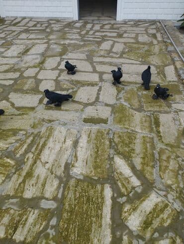 heyvanlara verilen xususi adlar: Qara paşalı göyərçinlər (ayaqları tüklü) - Rəng: tam qara, parlaq — 4