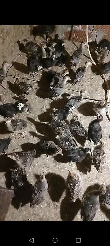 hind: Dişi, Kanada, Ətlik, Ödənişli çatdırılma — 7