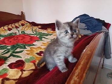 Кошки: Сиамская — 4