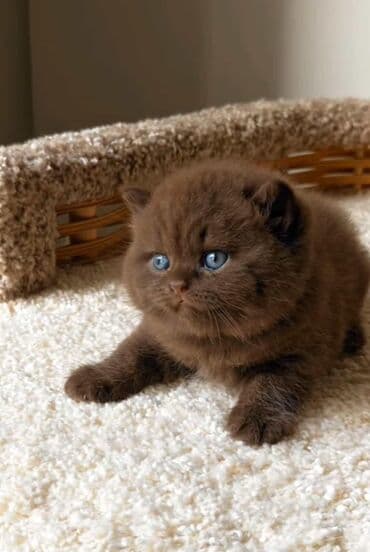 şotlan pişik: Şotland yastı qulaq, Erkək, Dişi, Yaxşı əllərə, Ünvandan götürmə, Pulsuz çatdırılma, Ödənişli çatdırılma — 99