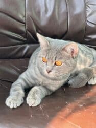 tükü olmayan pişik: Şotland, Erkək, Yaxşı əllərə, Ünvandan götürmə, Ödənişli çatdırılma, Rayonlara çatdırılma — 9