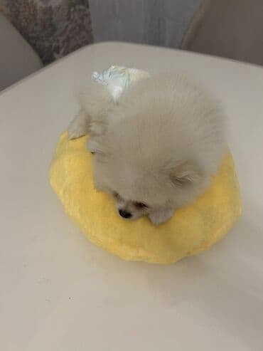 сколько стоит щенок акита ину: Шпиц, 3 месяца, Самец, С прививками — 4