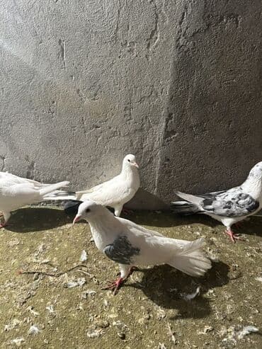 Digər heyvanlar: Kom 10 nan tek ayri — 4