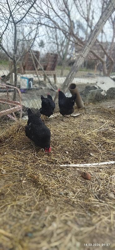 Eşşəklər: Toyuq, Yumurtalıq, Ödənişli çatdırılma — 2