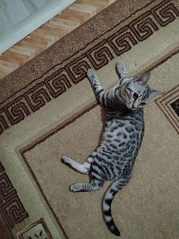 pişik almaq: Benqal, Erkək, Yaxşı əllərə — 3