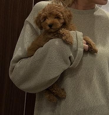 heyvan bazari: Satılır Maltipoo balası. Yaşı: 2 aylıq Rəngi: qırmızı (ginger) — 1