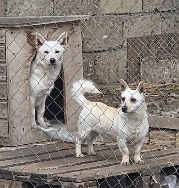 1 il, Erkek, Ünvandan götürmə