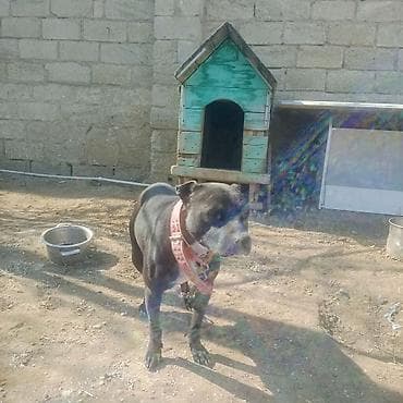 spits itleri: Pitbul — 4