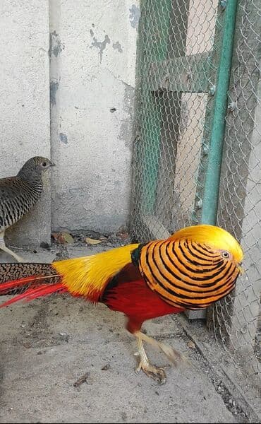 arpa toxumu satışı: Qızılı və gümüşü qırqovul bu ilki balaları satılır. Qızılı cüt 150 — 1