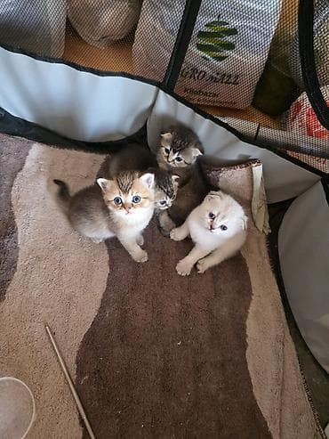 pişiklərin cütləşməsi: Şirin pişik balaları - Cins: Scottish Fold/Scottish Straight tipli — 6