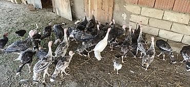 ördək balası və cücə: 28 ədəd 4 Aylıq Hind Quşları Satılır. Real Alıcılar Narahat Etsin — 7