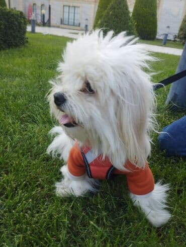 itler ucun: Malta bolonka — 2