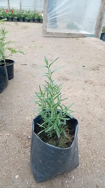 bitki satışı: LAVANDA ştillərdi. Hazır torfda istənilən yerə köçürülməyə tam hazır — 6