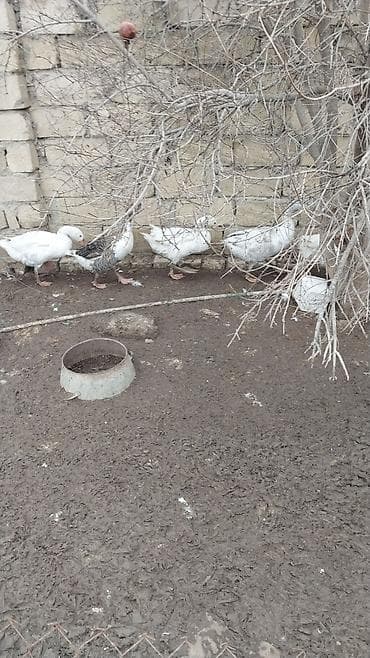 Digər heyvanlar: Qazlar satılır - Növ: ev qazı (ağ rəngli, aralarında bir-iki boz — 5