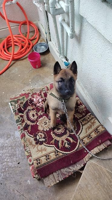 it üçün zəncir: Belçika çoban iti, 2 ay — 3