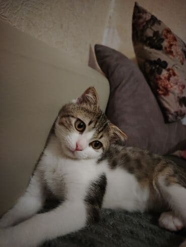 etibarli ellere it verilir: Erkək — 2