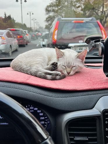 siam: Siam, Dişi, Yaxşı əllərə, Ünvandan götürmə — 5