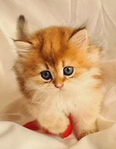 siyam pisik: Fars — 4