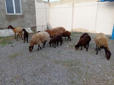 K/t heyvanları üçün mallar: Dişi, Qala, il: 1, 50 kq, Damazlıq, Ünvandan götürmə — 4