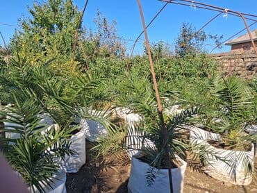 sultan daragi gülü: Məhsul: Xurma palması (Phoenix dactylifera) fidanları Təsvir: - — 4