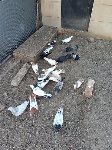 Heyvanlar üçün mallar: Yerli və iran cinsləri. Quşlar fərqli qiymətlərə satılır. Kütdə — 7