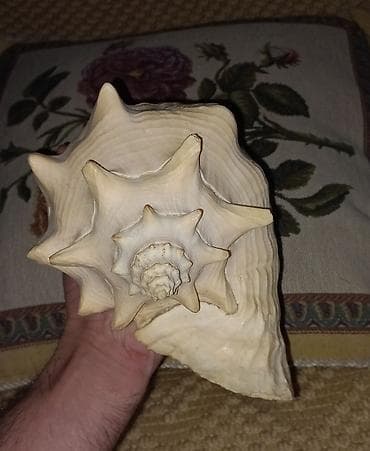 Bərkidici məhsullar: Dekorativ iri dəniz ilbizinin (konx) qabığı - Təbii, qalın və ağır — 1