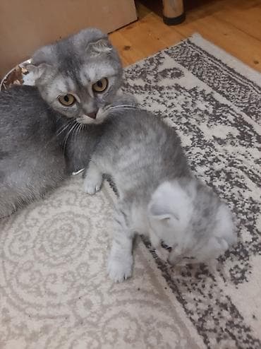 Şotland yastı qulaq, Yaxşı əllərə