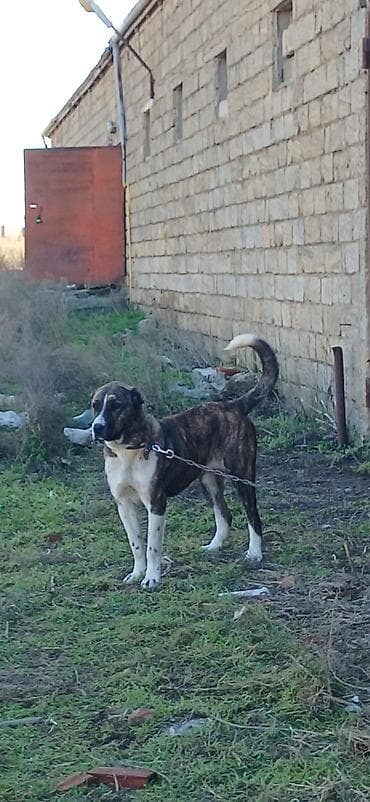 it xaski: Qurdbasar, 2 il, Dişi, Peyvəndli, Ödənişli çatdırılma — 4