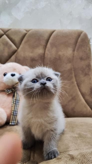 Şotland yastı qulaq