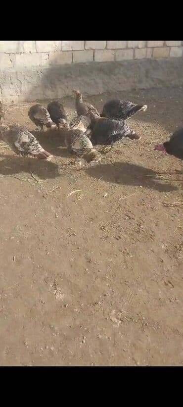 liqorin xoruzu: Erkək, Damazlıq — 1