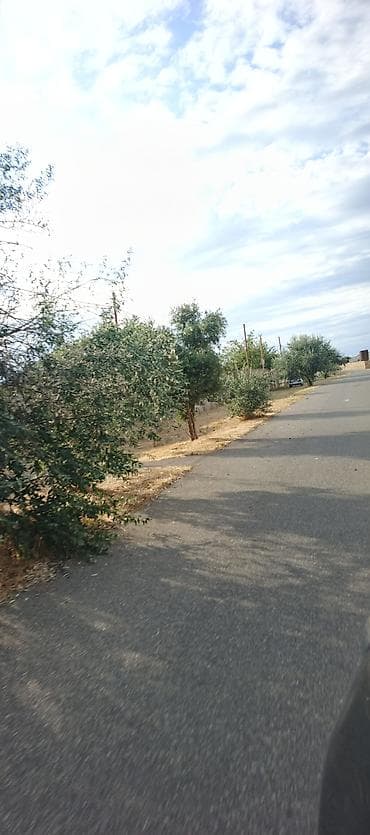 lalafo qapi pencere: Peşəkar sahə təmizləmə və alaq otlarının məhv edilməsi xidməti - — 6