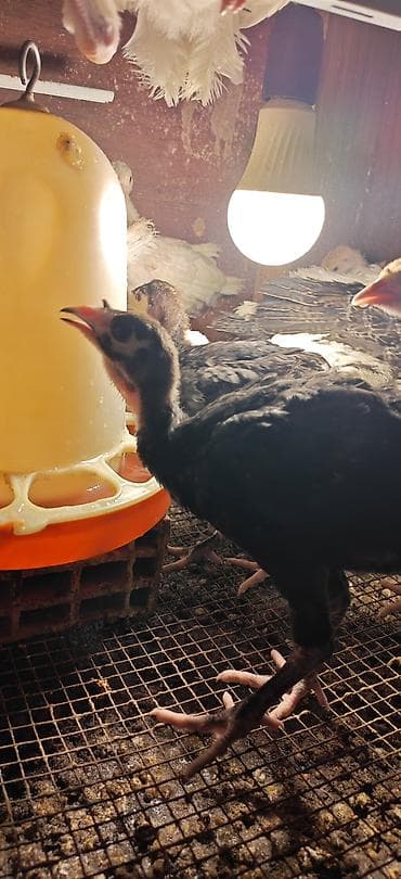 hinduşka satılır: Bir aylıq Amercan Bronz hinduşkasının balası satılır. 9 ədəd var — 2