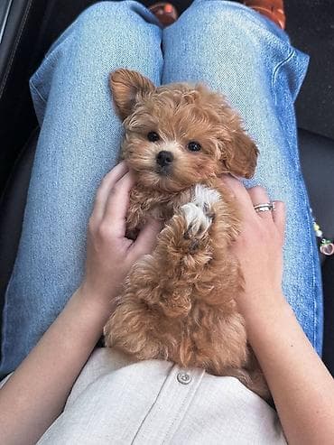 it tap az: Kore poodle xaricdən gelmə ata 1 kilo 500q- Ana 2 kilo — 4