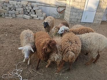 tatarlar qoyunu: Erkey qoyunlar 8 eded hamsi erkeydi — 2