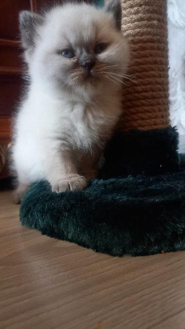 pişik cutleşdirmek: Məhsul: Göy gözlü, açıq krem rəngli, boz “point” işarələri olan balaca — 5