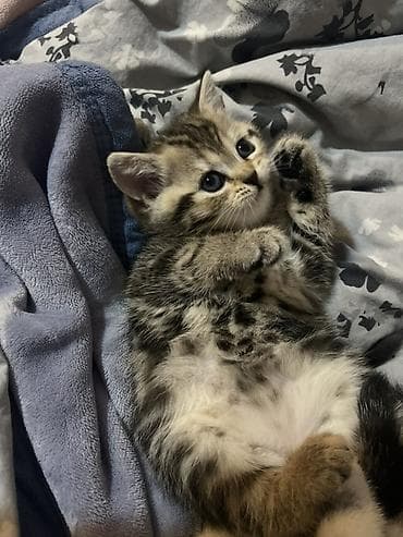 siçan telesi: Britan, Dişi, Yaxşı əllərə — 3